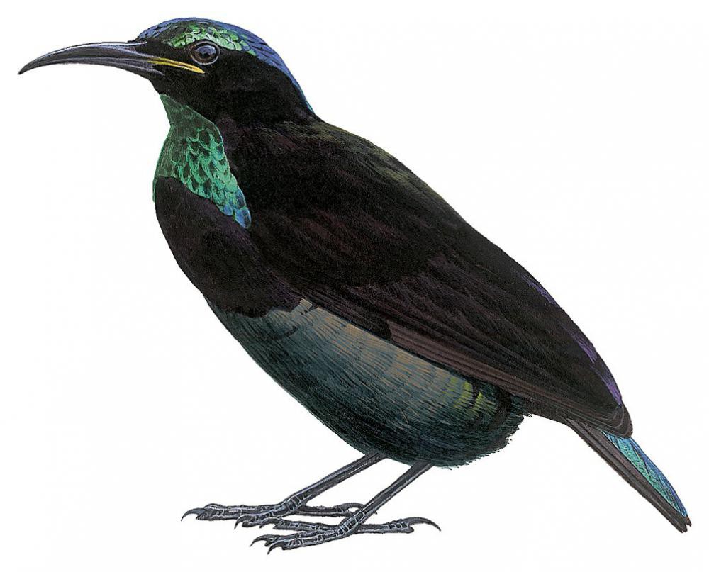Victoria\'s Riflebird / Ptiloris victoriae