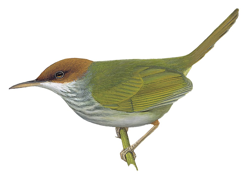 Green-backed Tailorbird / Orthotomus chloronotus