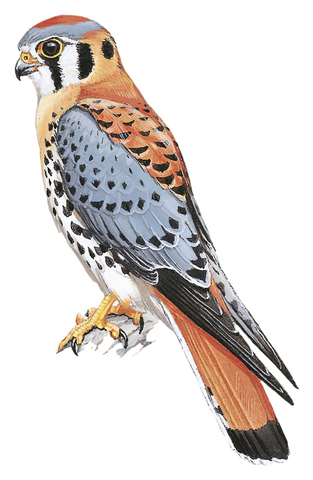 American Kestrel / Falco sparverius