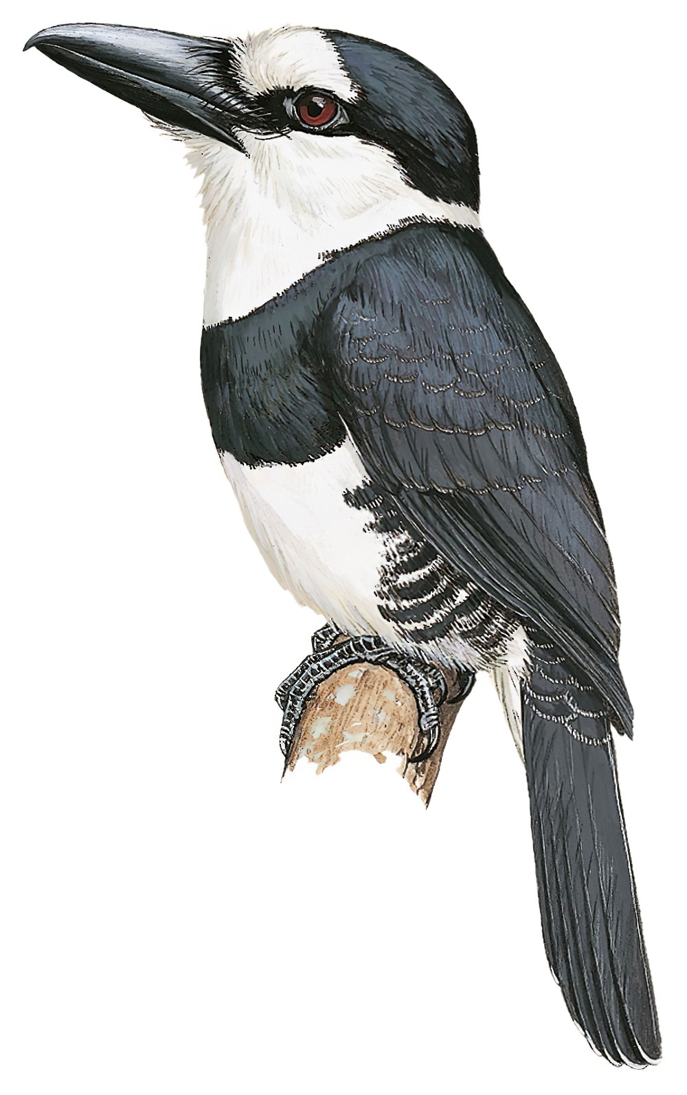 White-necked Puffbird / Notharchus hyperrhynchus