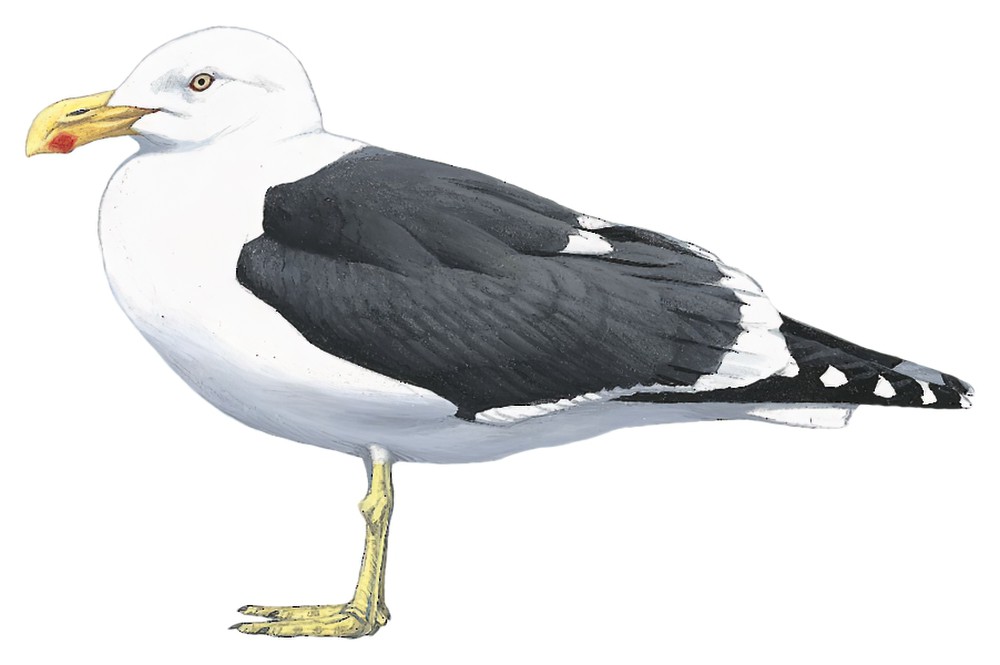 Kelp Gull / Larus dominicanus