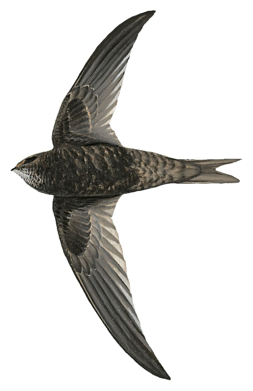 Madagascar Swift / Apus balstoni