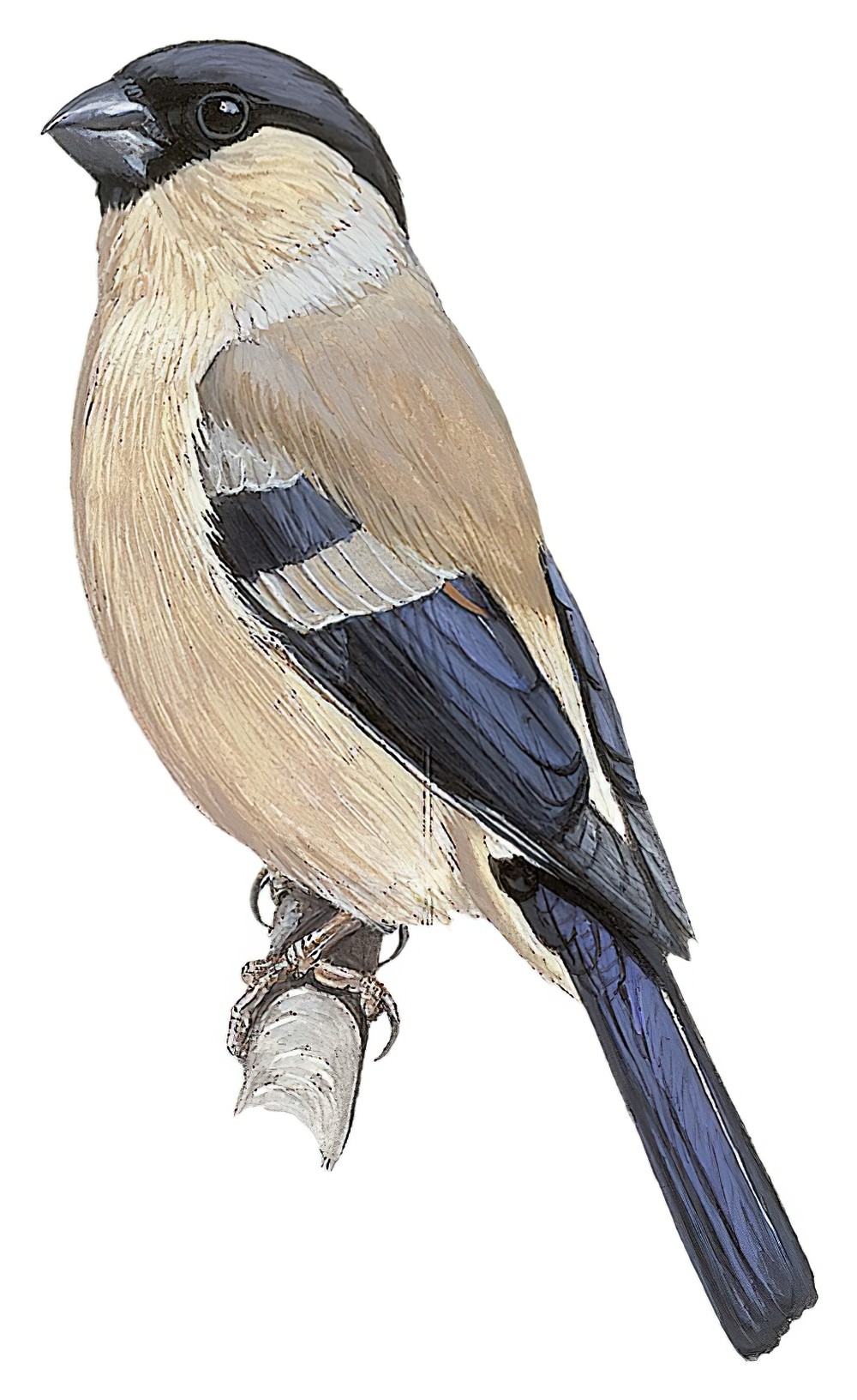 Azores Bullfinch / Pyrrhula murina