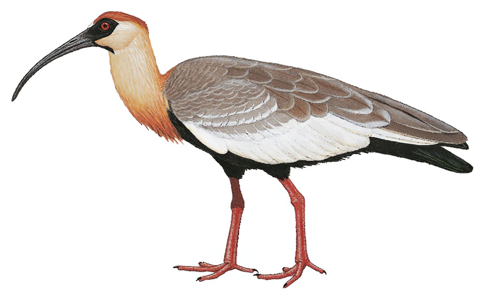 Buff-necked Ibis / Theristicus caudatus