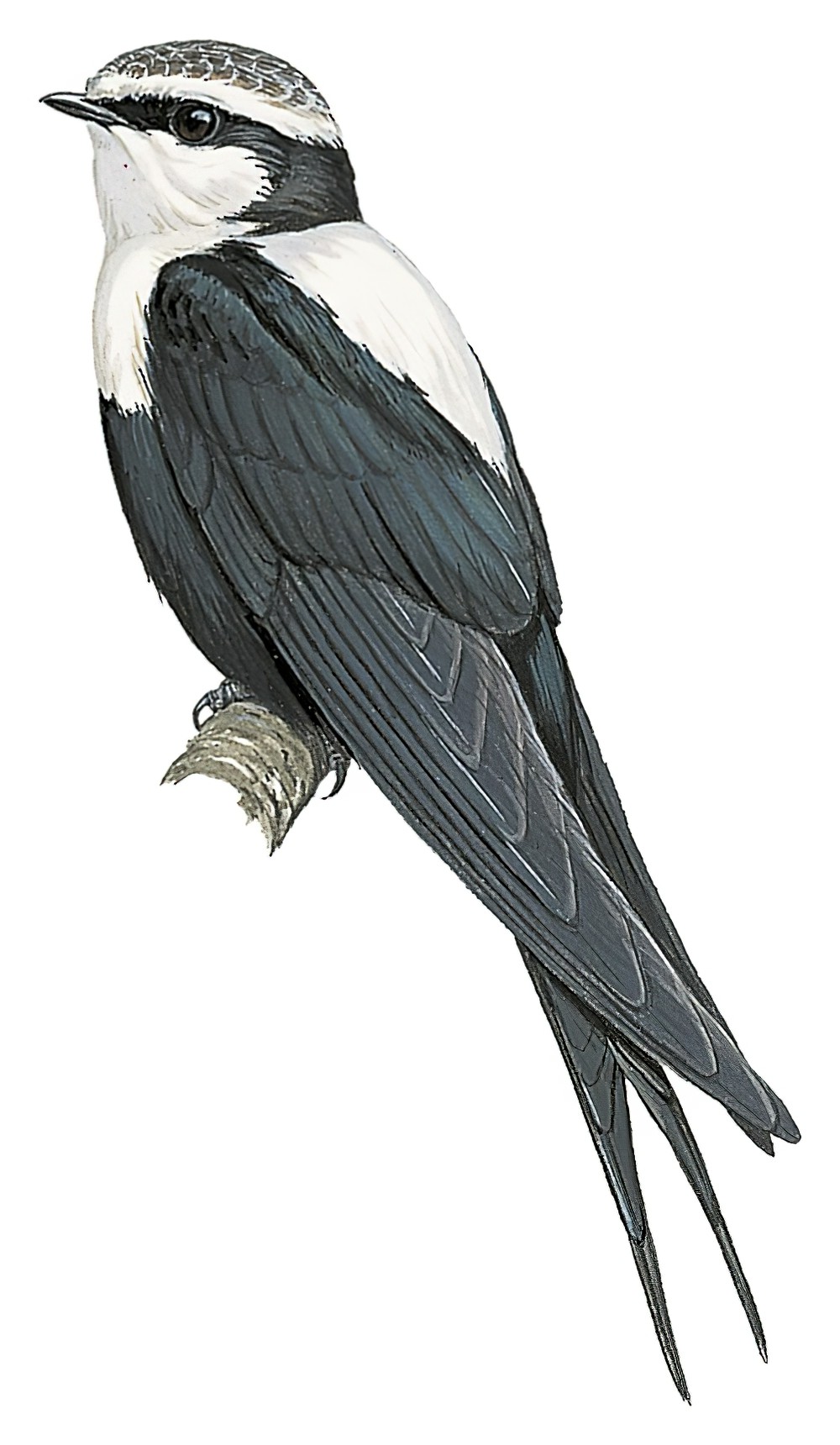 White-backed Swallow / Cheramoeca leucosterna