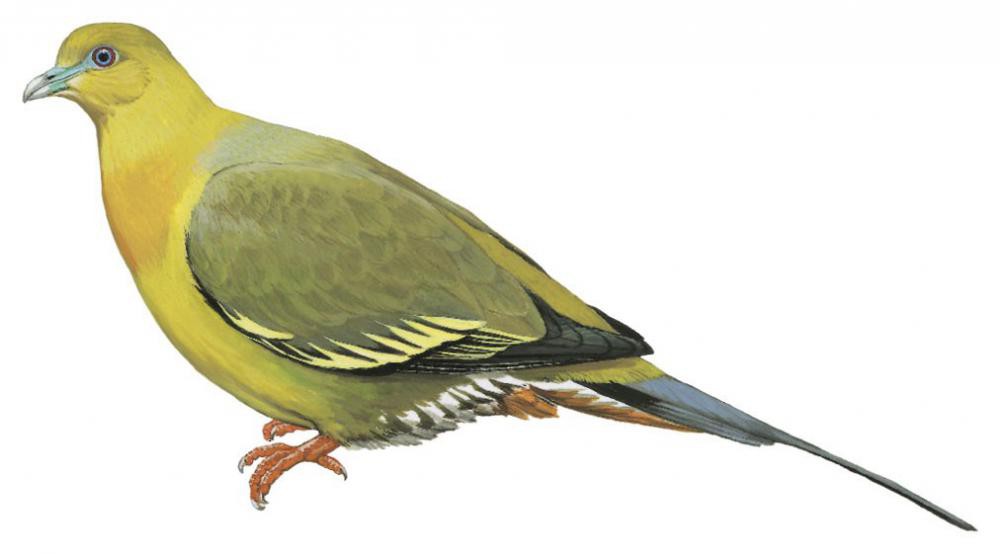 Pin-tailed Green-Pigeon / Treron apicauda