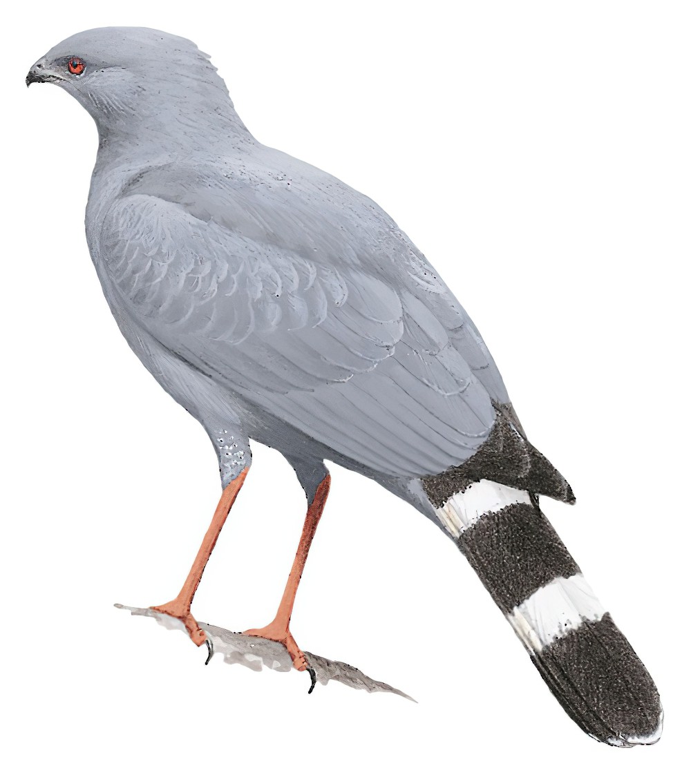 Crane Hawk / Geranospiza caerulescens