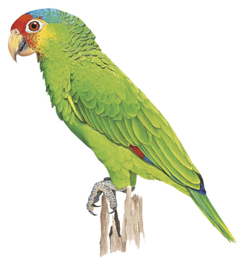 Red-lored Parrot / Amazona autumnalis