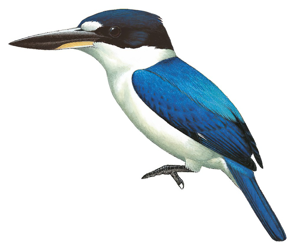 Forest Kingfisher / Todiramphus macleayii