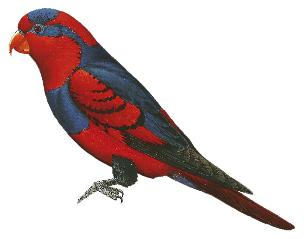 Red-and-blue Lory / Eos histrio