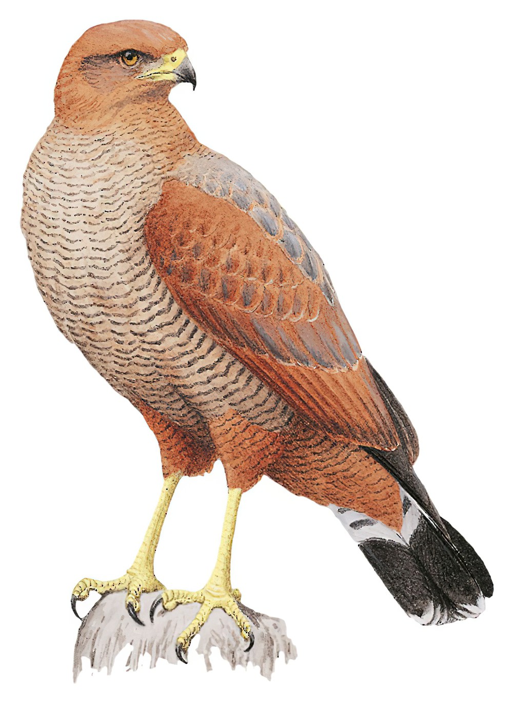 Savanna Hawk / Buteogallus meridionalis