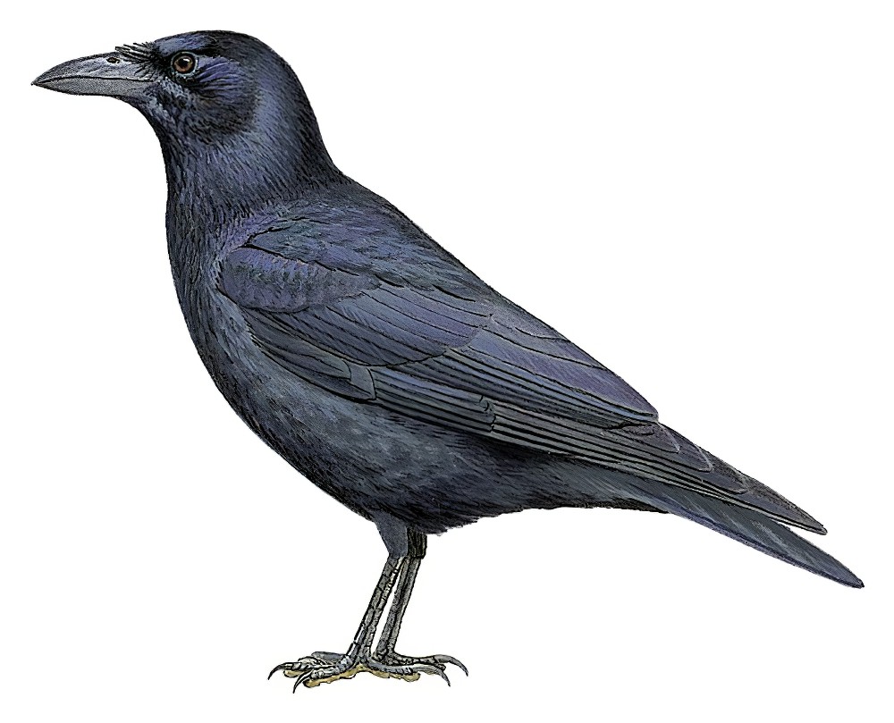 Cuban Crow / Corvus nasicus
