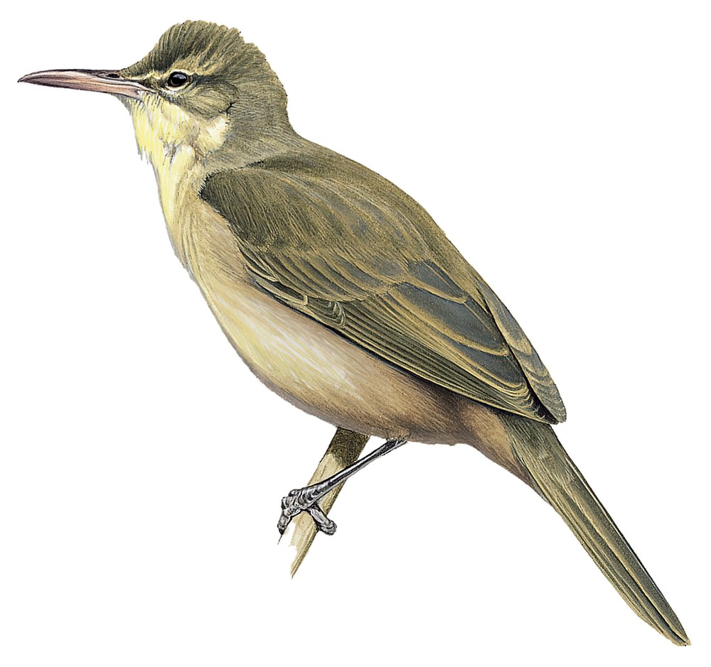 Aguiguan Reed Warbler / Acrocephalus nijoi
