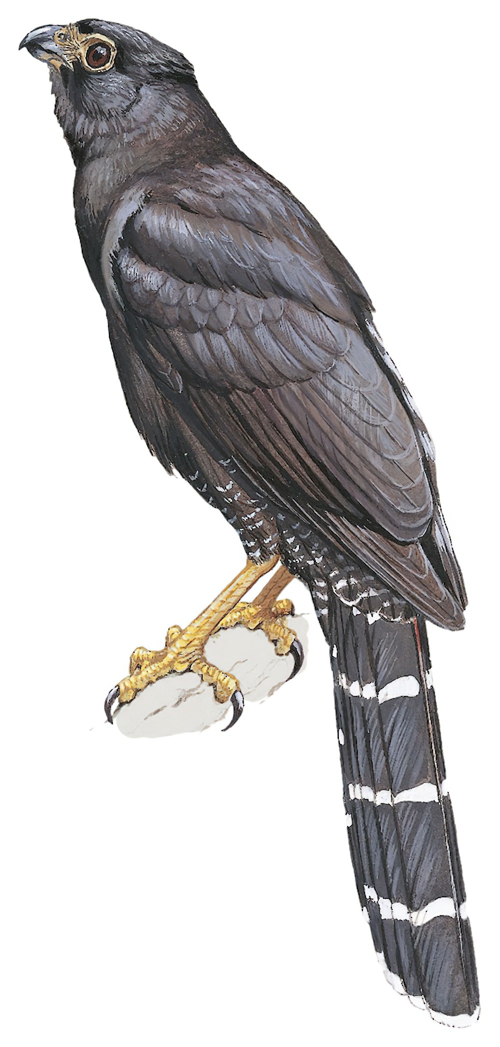 Collared Forest-Falcon / Micrastur semitorquatus