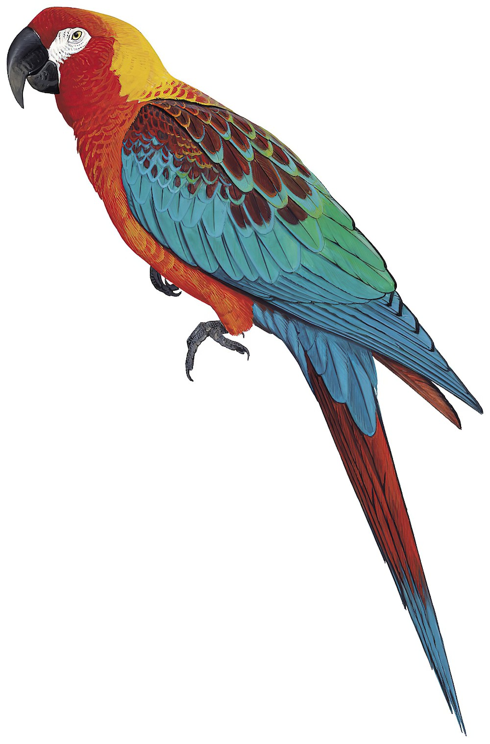 Cuban Macaw / Ara tricolor