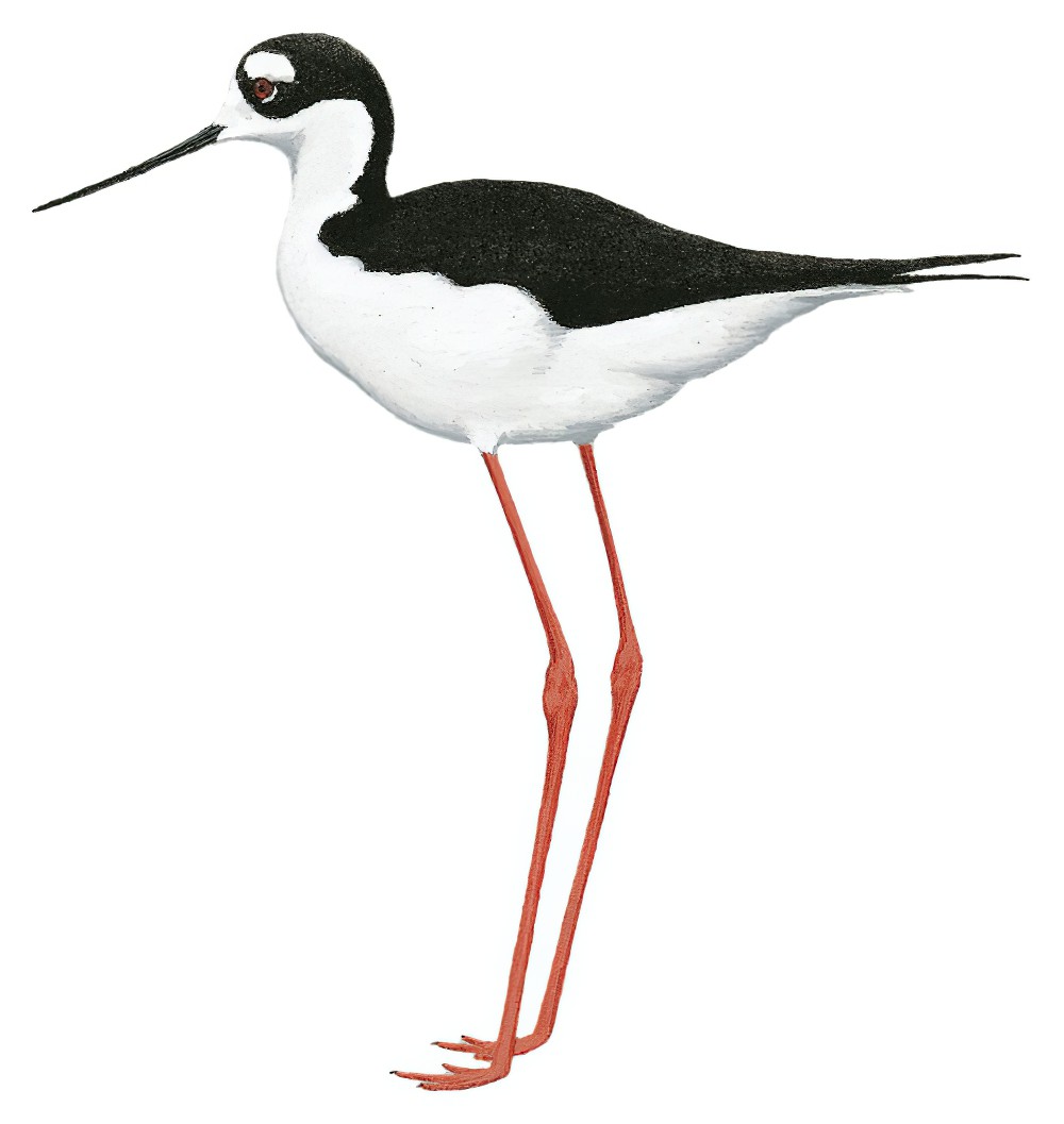 Black-necked Stilt / Himantopus mexicanus