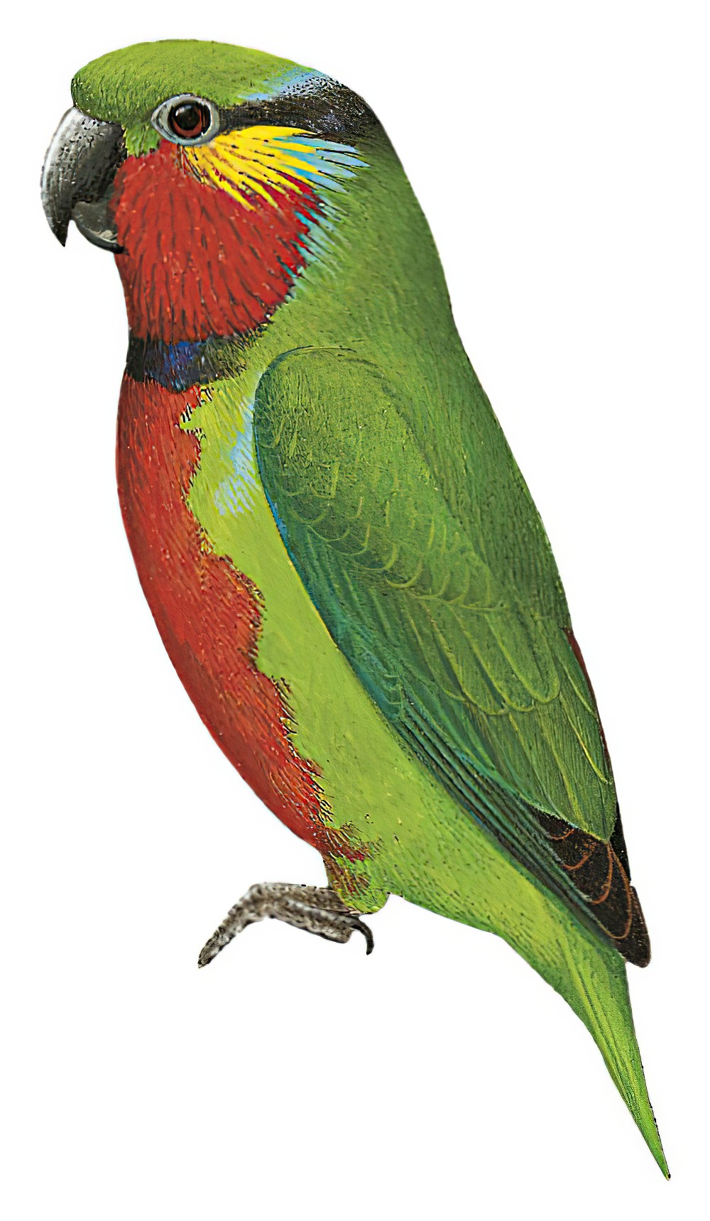 Edwards\'s Fig-Parrot / Psittaculirostris edwardsii