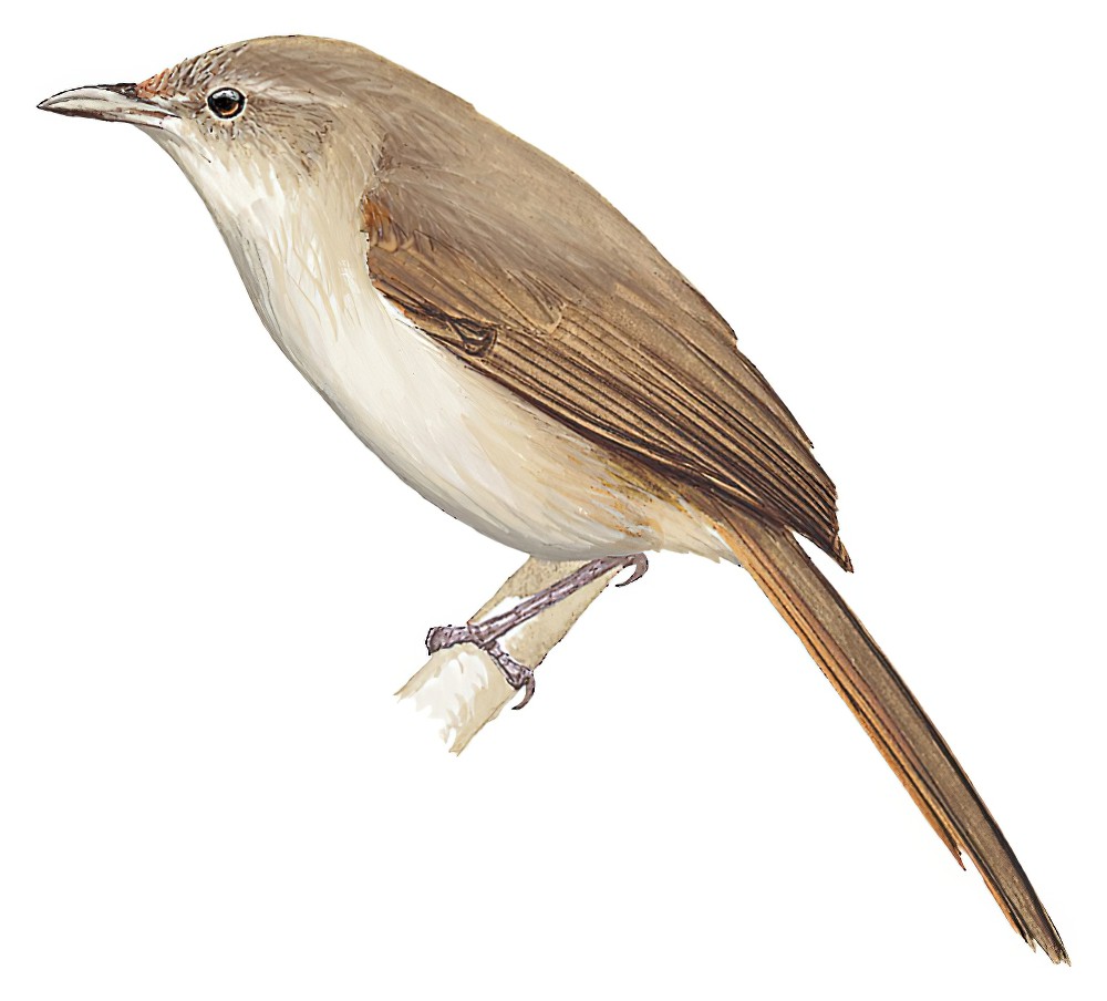 Little Thornbird / Phacellodomus sibilatrix