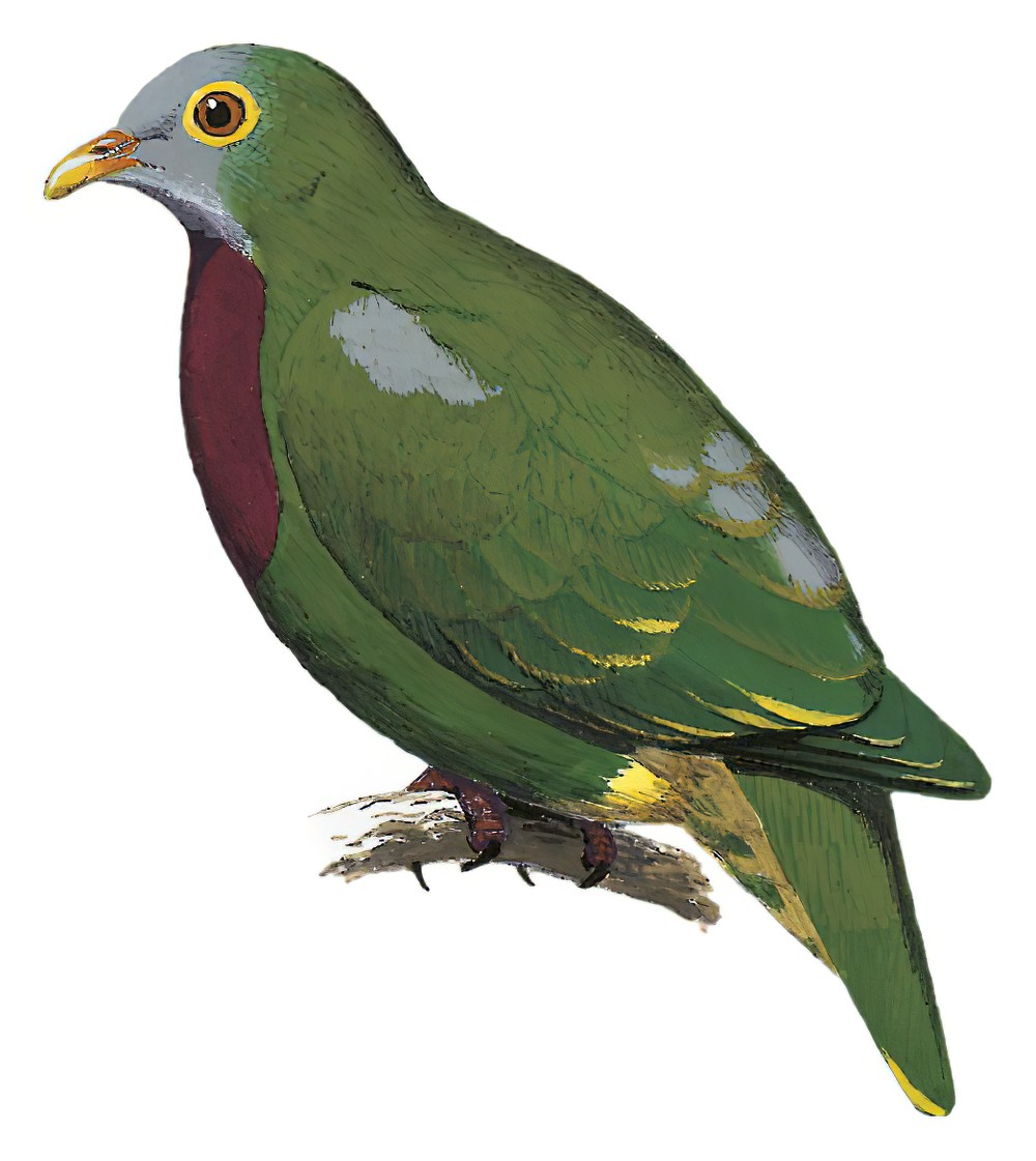 Claret-breasted Fruit-Dove / Ptilinopus viridis