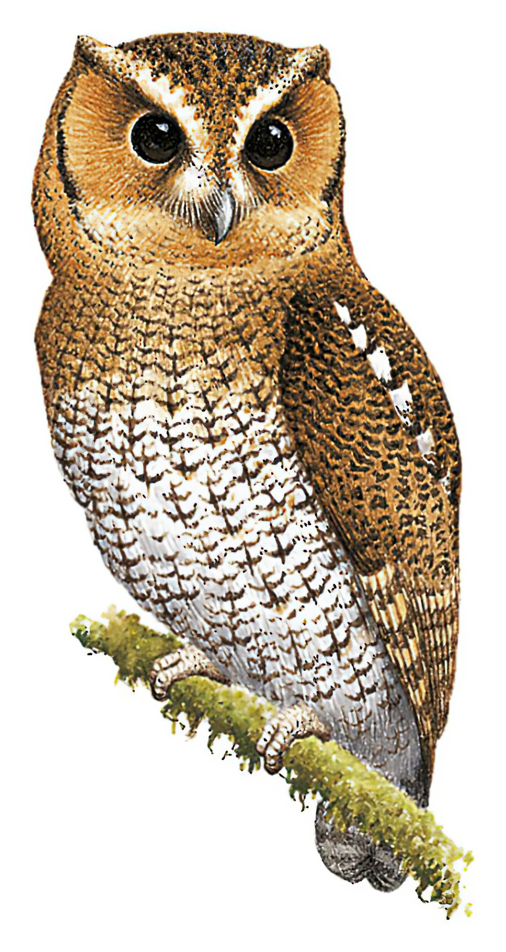Cloud-forest Screech-Owl / Megascops marshalli