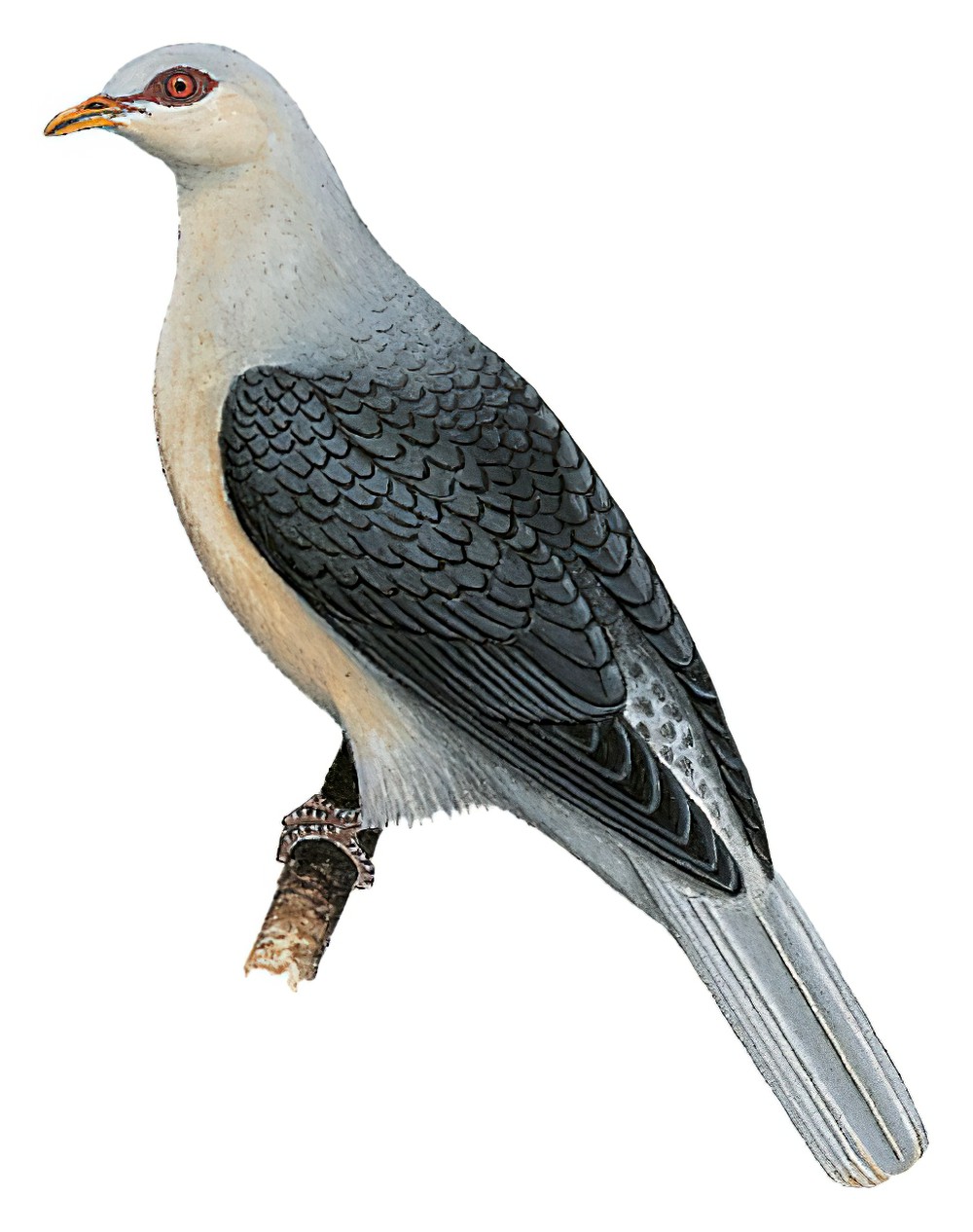 Pale Mountain-Pigeon / Gymnophaps solomonensis