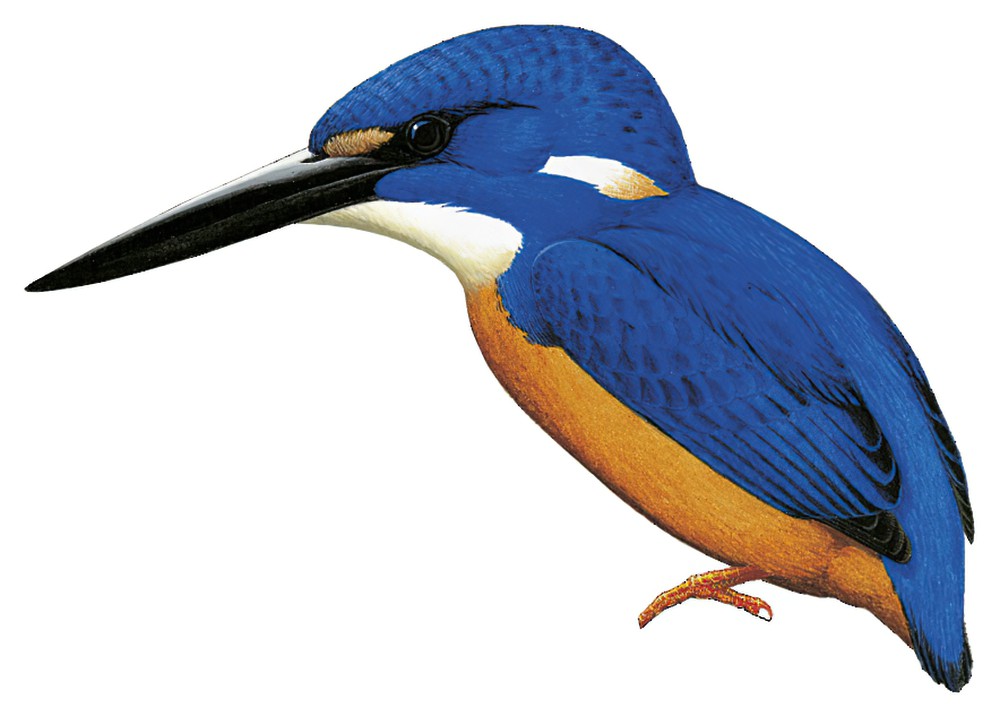Shining-blue Kingfisher / Alcedo quadribrachys