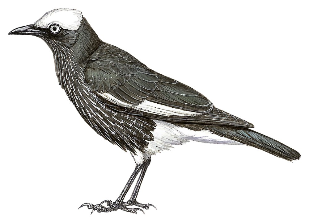 White-crowned Starling / Lamprotornis albicapillus