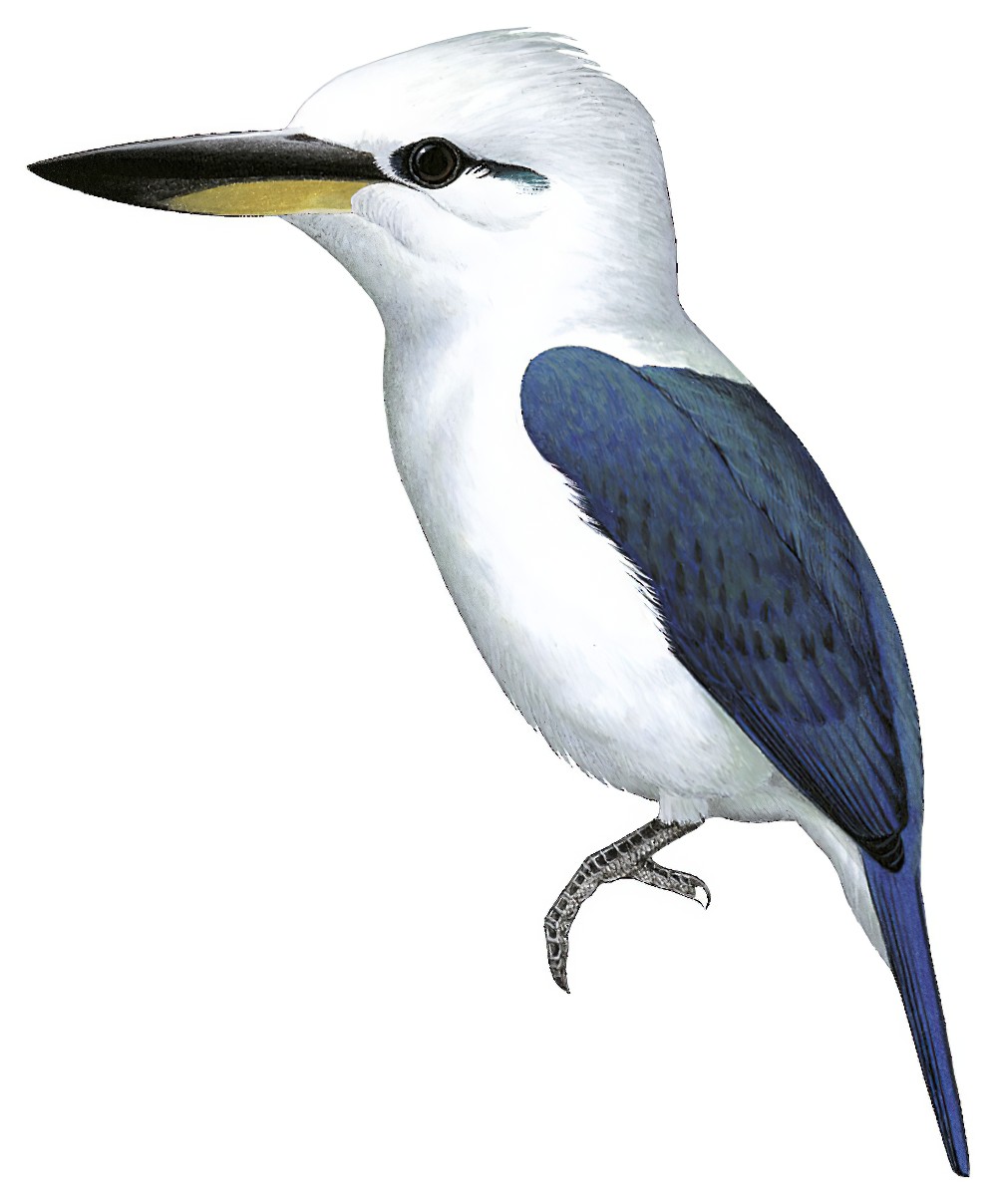 Beach Kingfisher / Todiramphus saurophagus