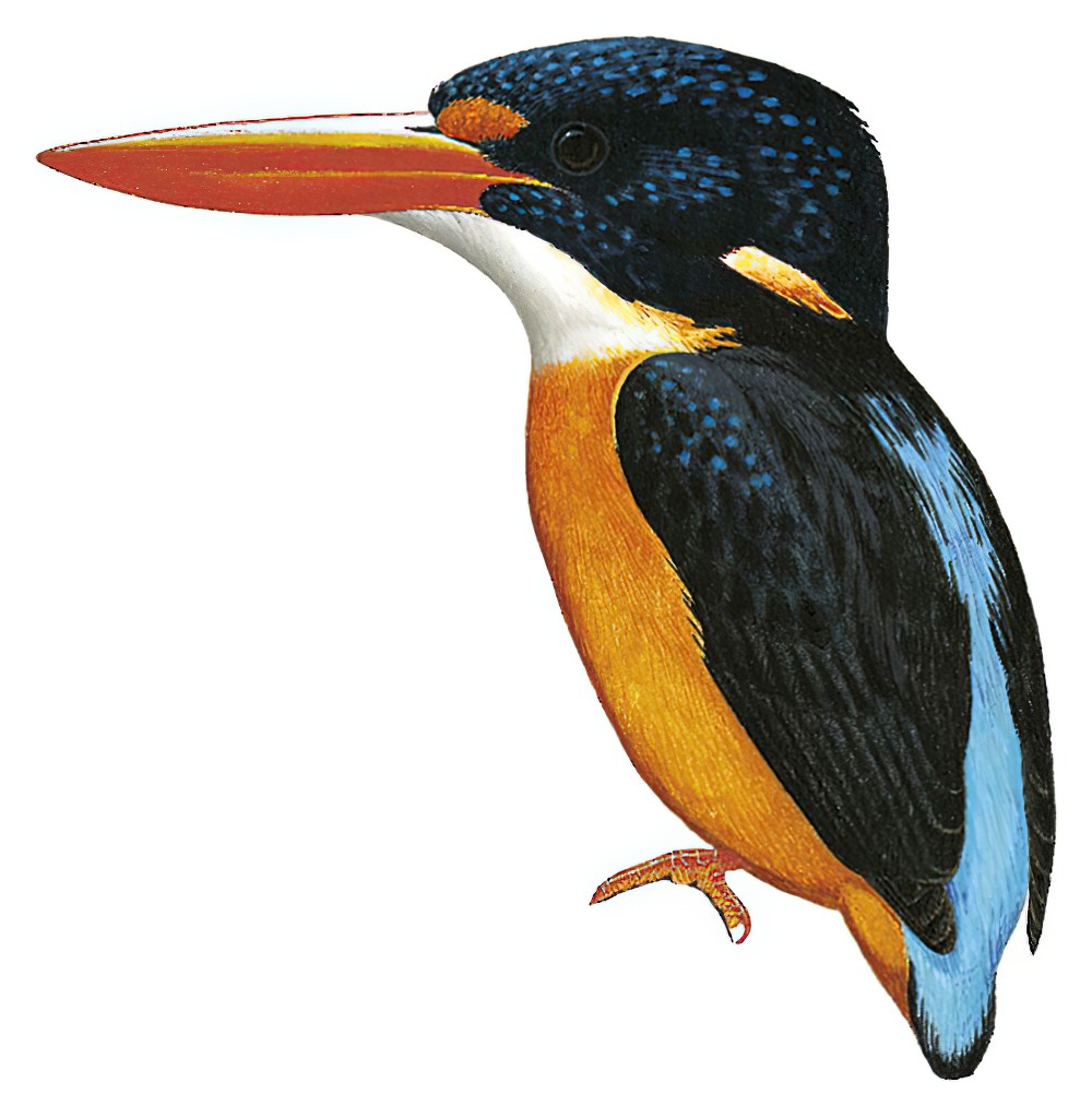 Sula Dwarf-Kingfisher / Ceyx wallacii