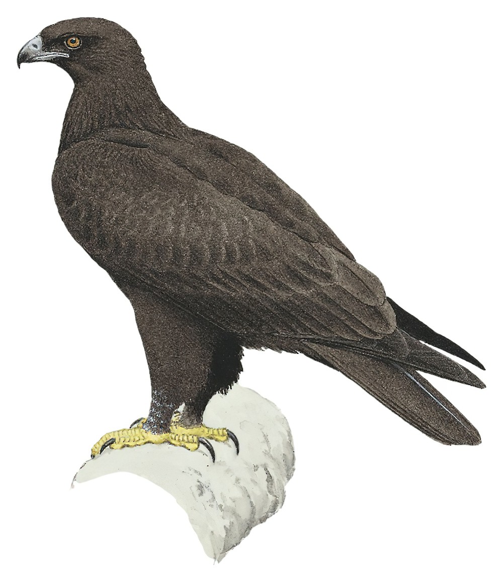 Gurney\'s Eagle / Aquila gurneyi