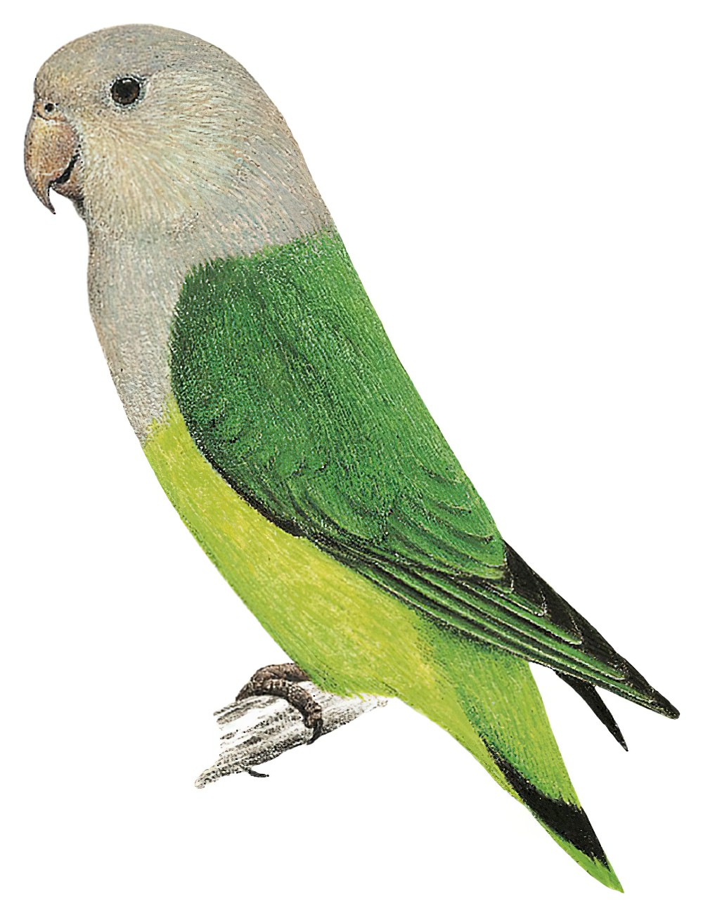Gray-headed Lovebird / Agapornis canus