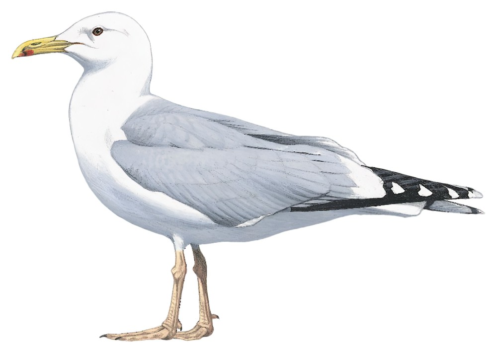 Caspian Gull / Larus cachinnans