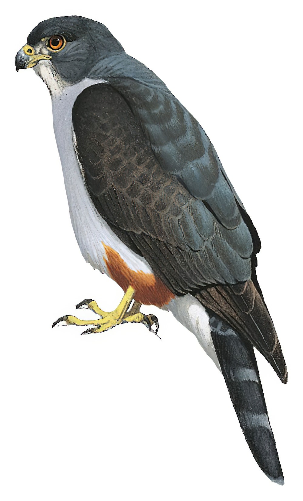 Rufous-thighed Kite / Harpagus diodon