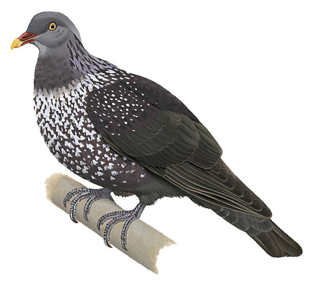 Cameroon Pigeon / Columba sjostedti