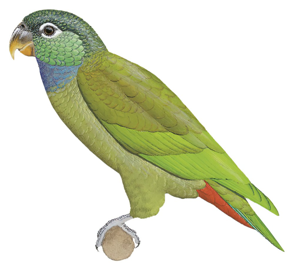 Scaly-headed Parrot / Pionus maximiliani