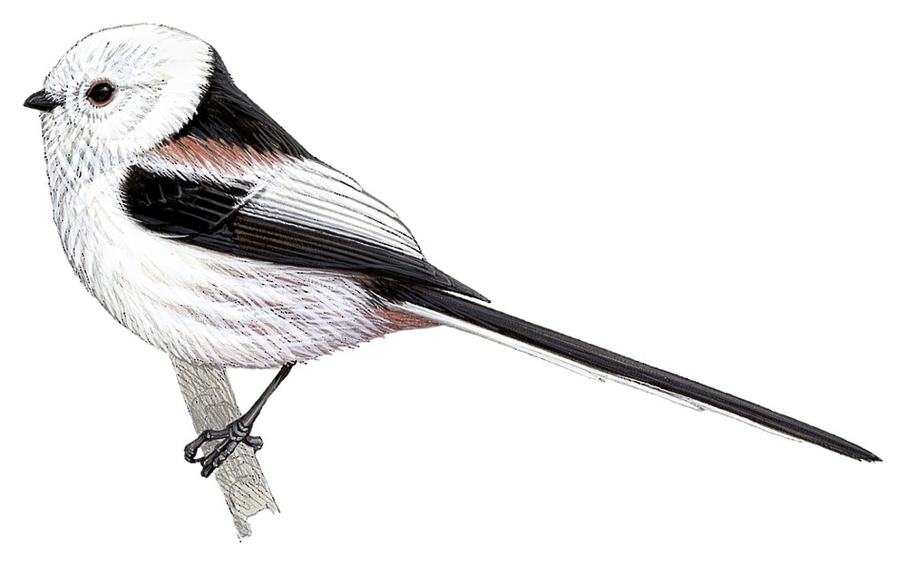 Long-tailed Tit / Aegithalos caudatus