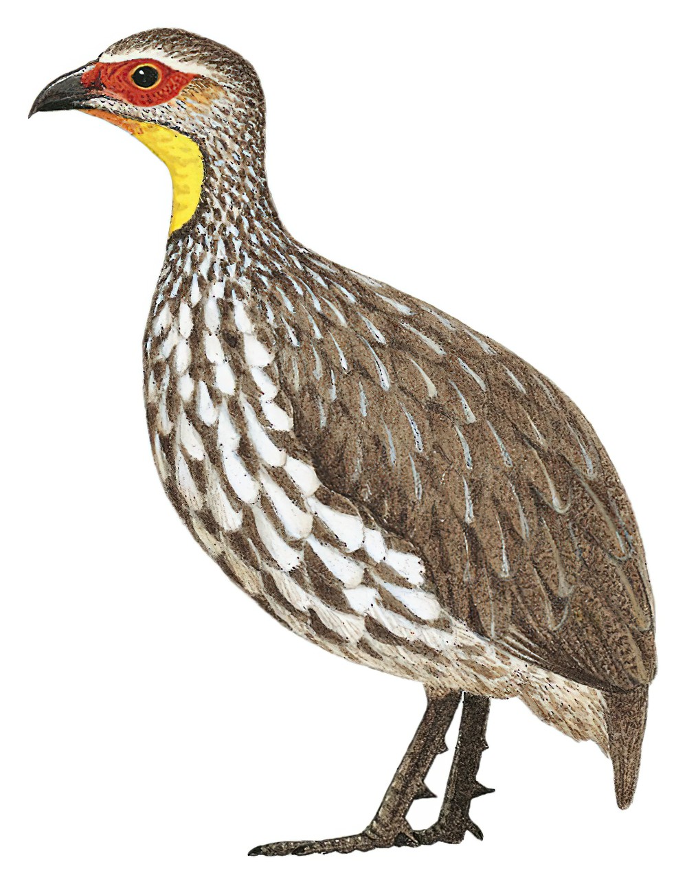 Yellow-necked Francolin / Pternistis leucoscepus