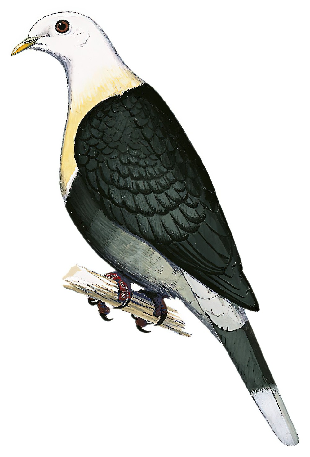 Black-banded Fruit-Dove / Ptilinopus alligator