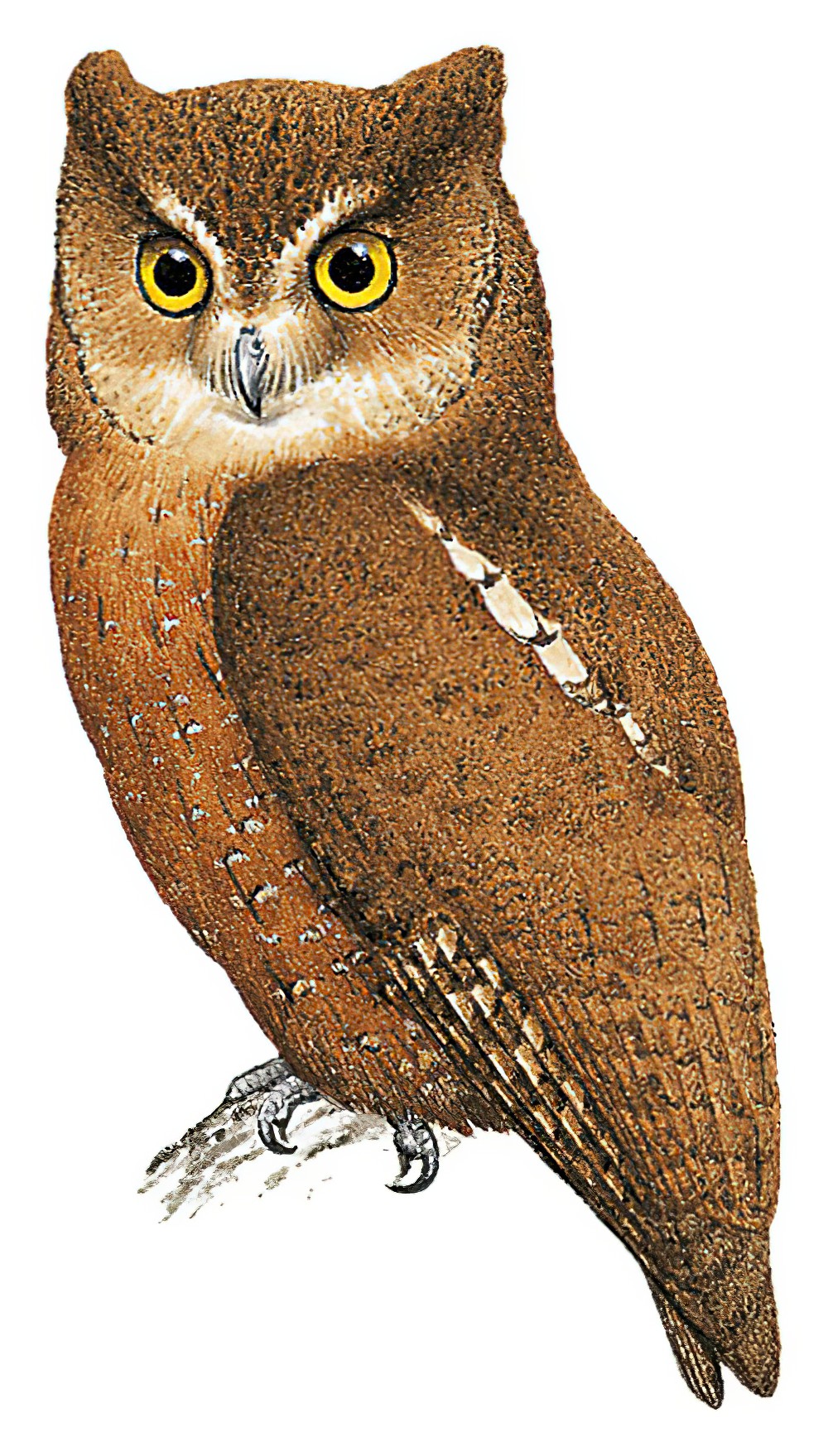 Enggano Scops-Owl / Otus enganensis