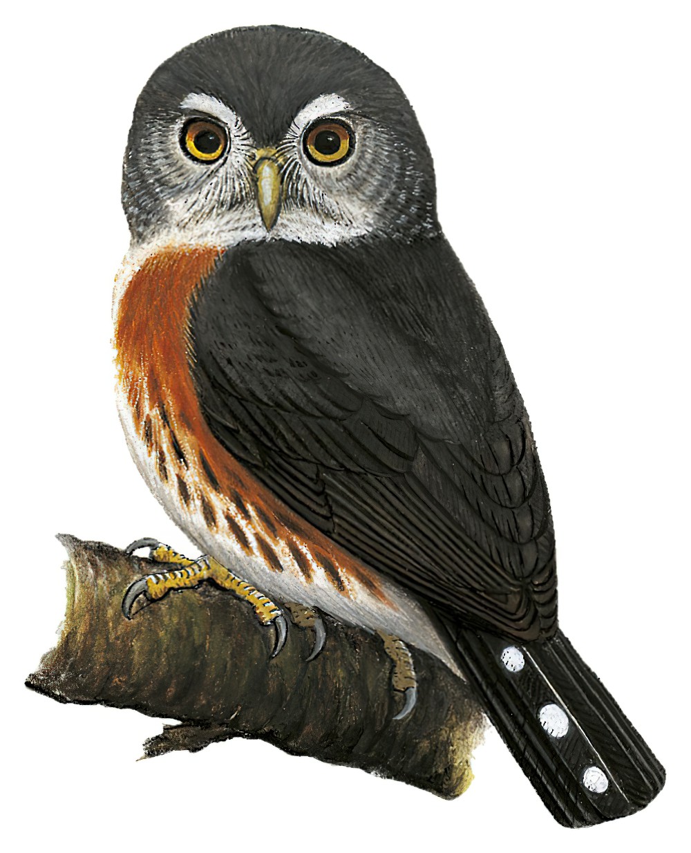 Red-chested Owlet / Glaucidium tephronotum