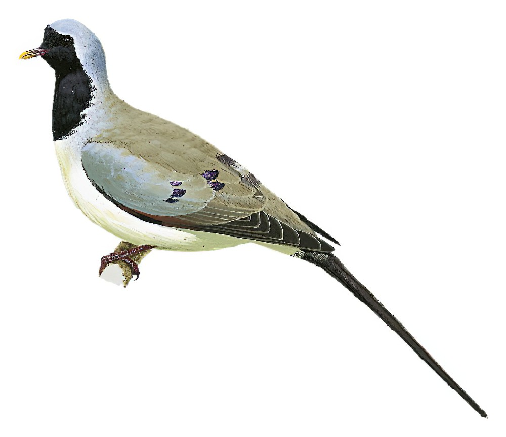 Namaqua Dove / Oena capensis