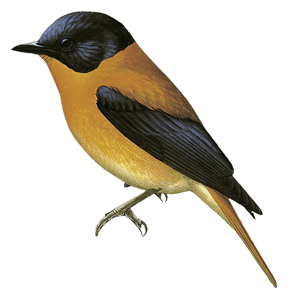 Black-and-orange Flycatcher / Ficedula nigrorufa