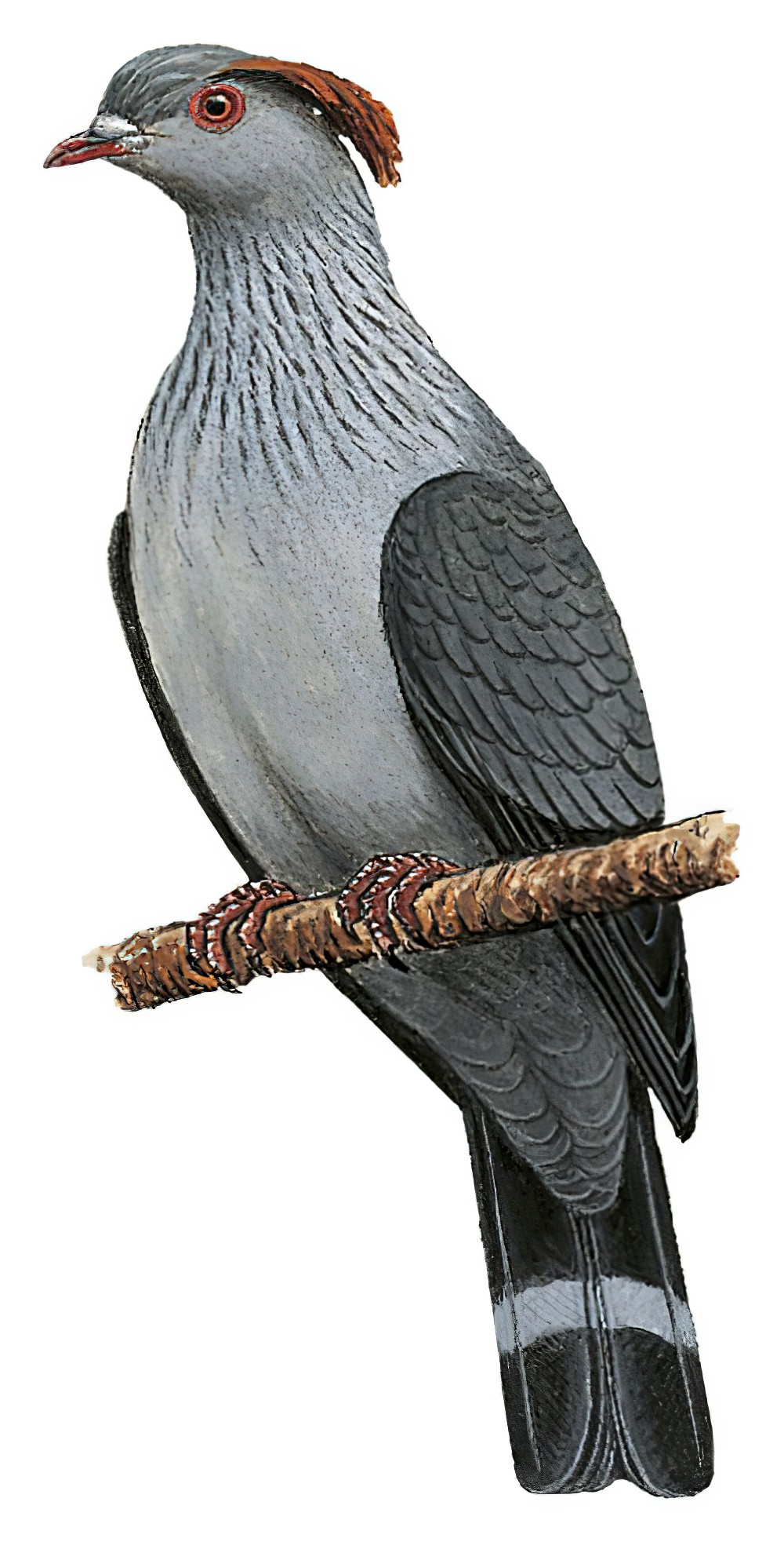 Topknot Pigeon / Lopholaimus antarcticus