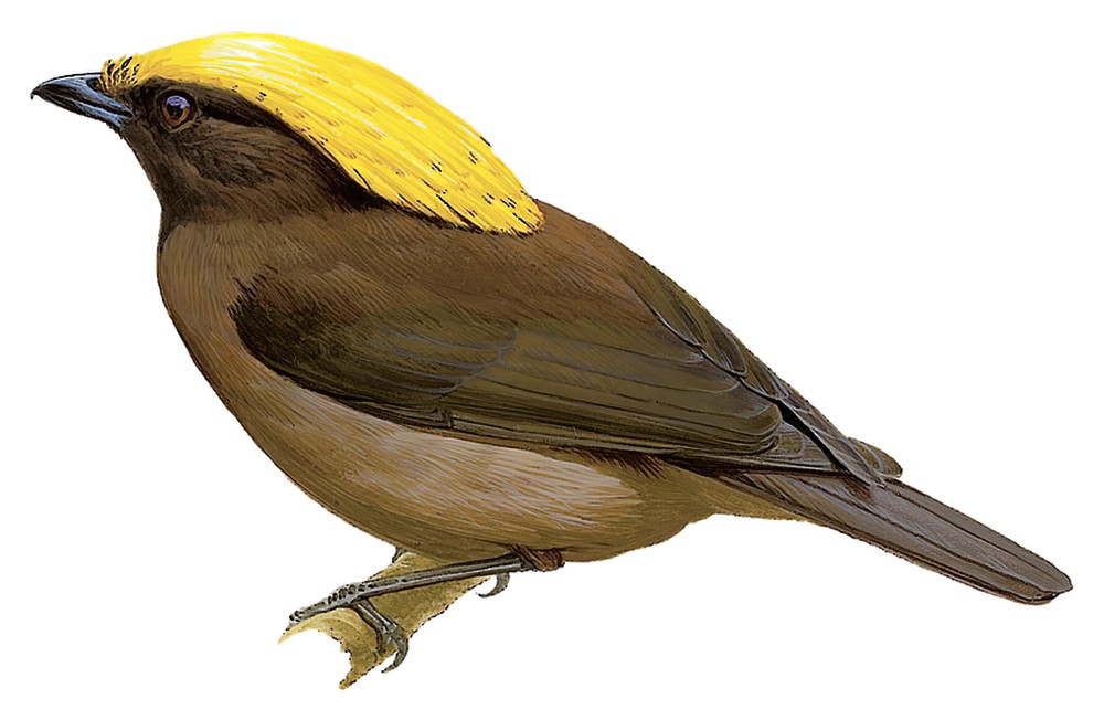 Golden-fronted Bowerbird / Amblyornis flavifrons