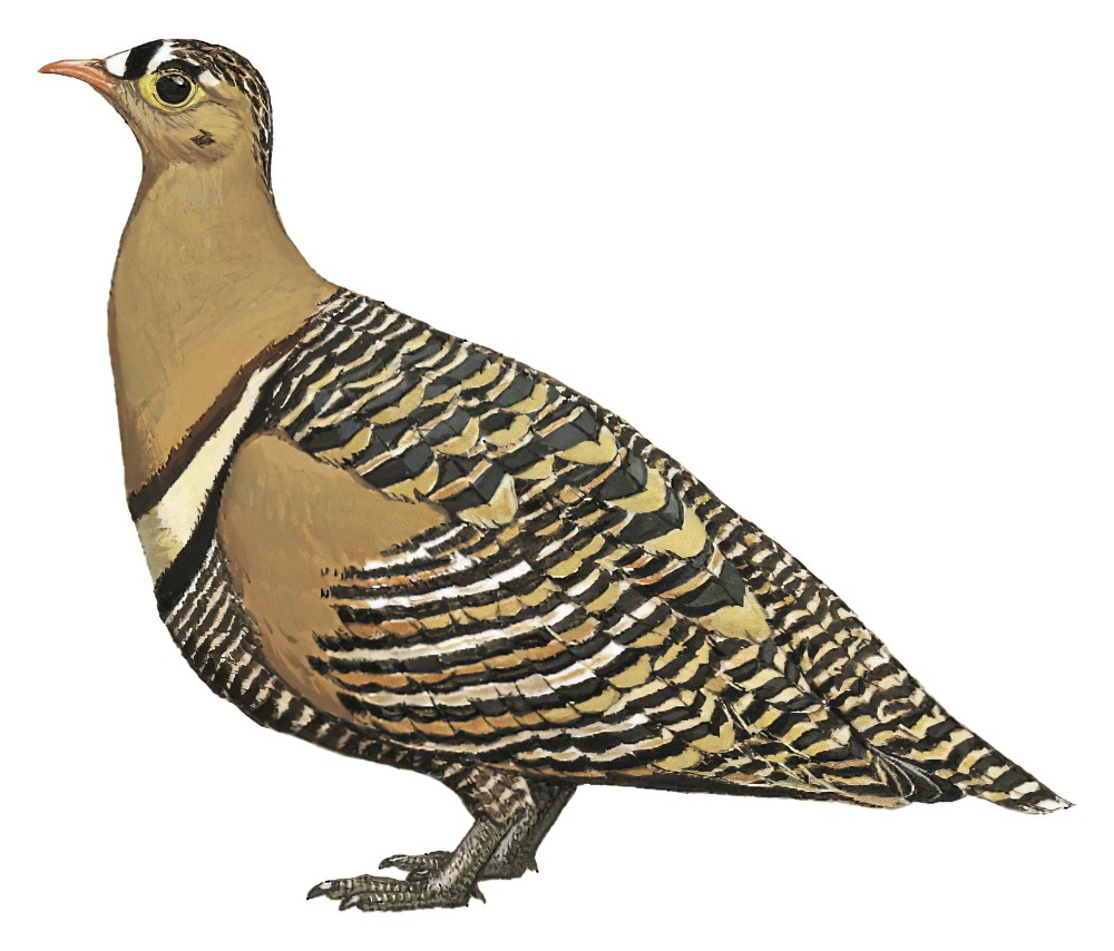 Painted Sandgrouse / Pterocles indicus