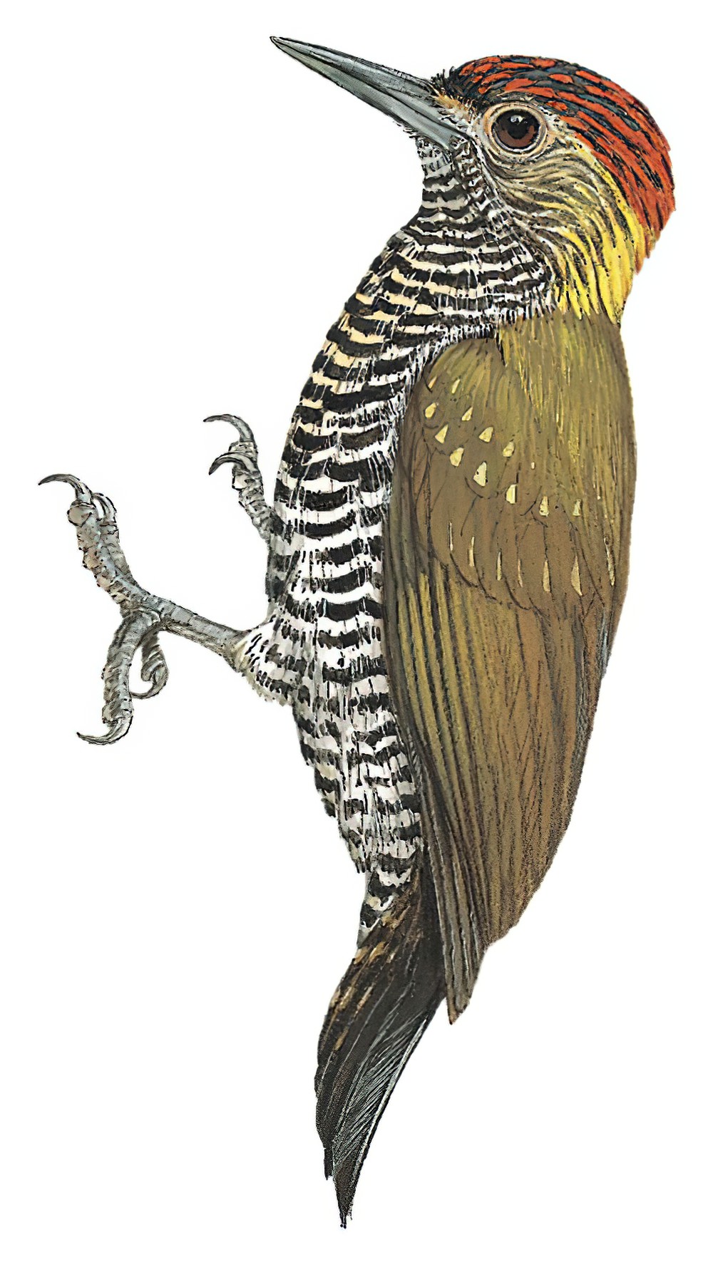Golden-collared Woodpecker / Dryobates cassini