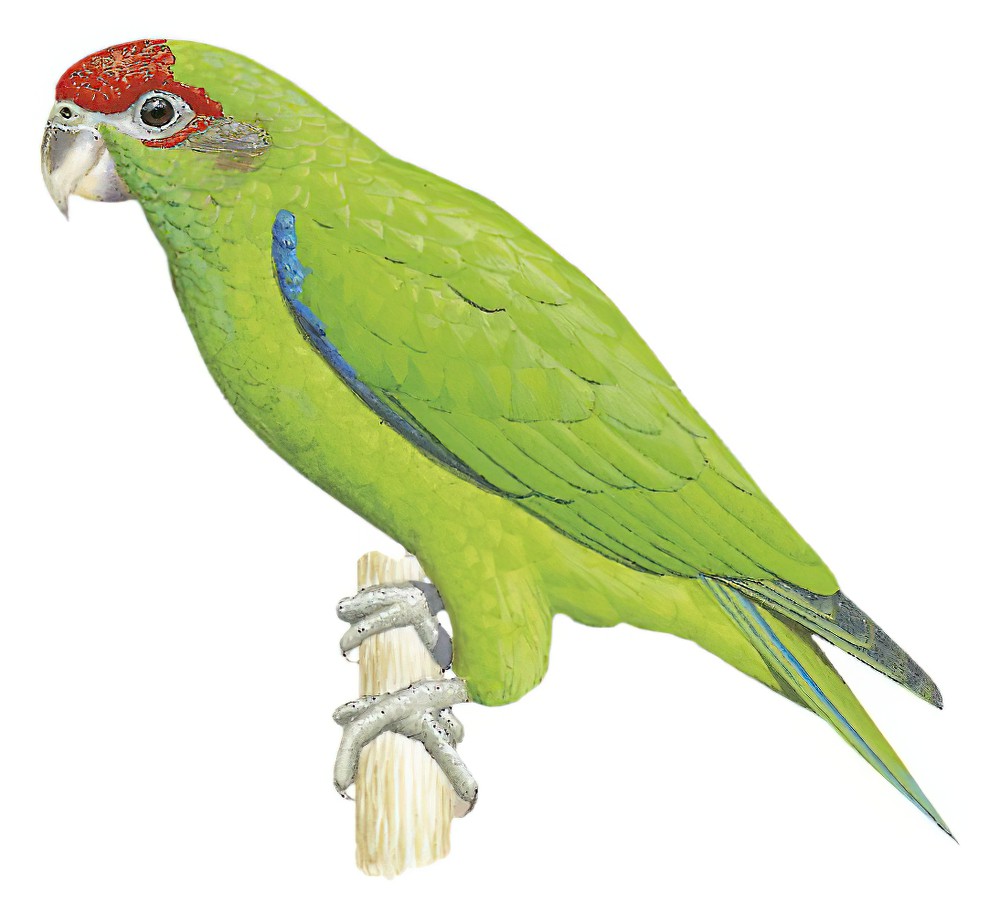Pileated Parrot / Pionopsitta pileata