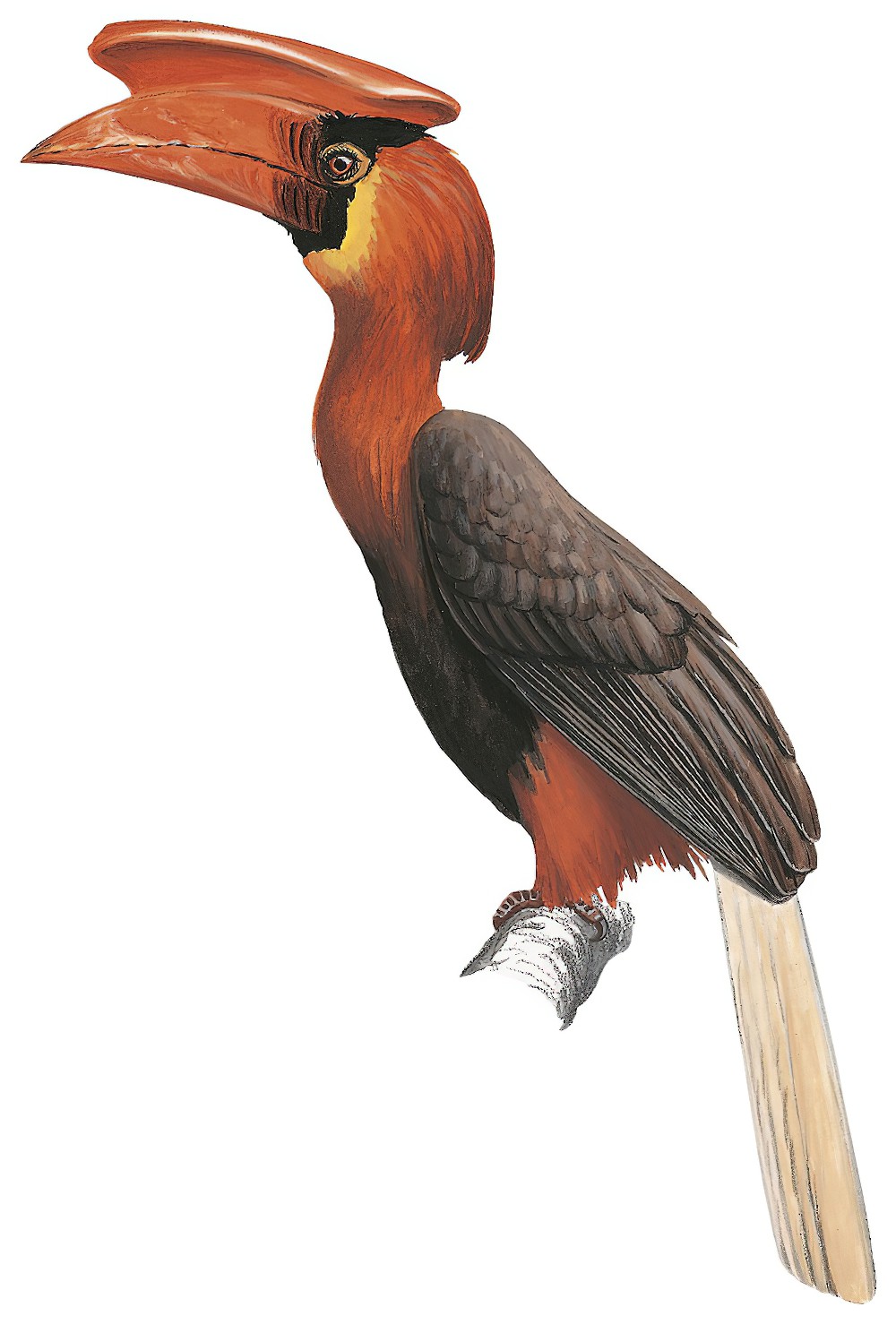 Rufous Hornbill / Buceros hydrocorax