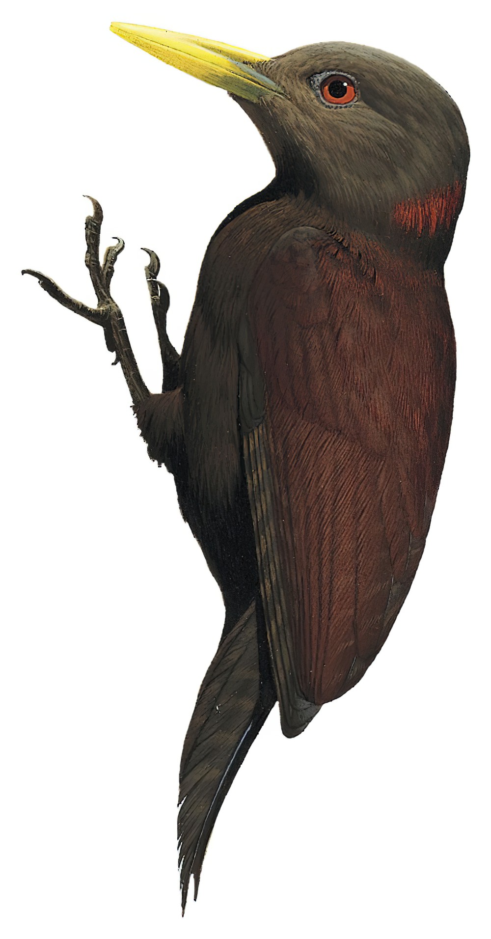 Maroon Woodpecker / Blythipicus rubiginosus