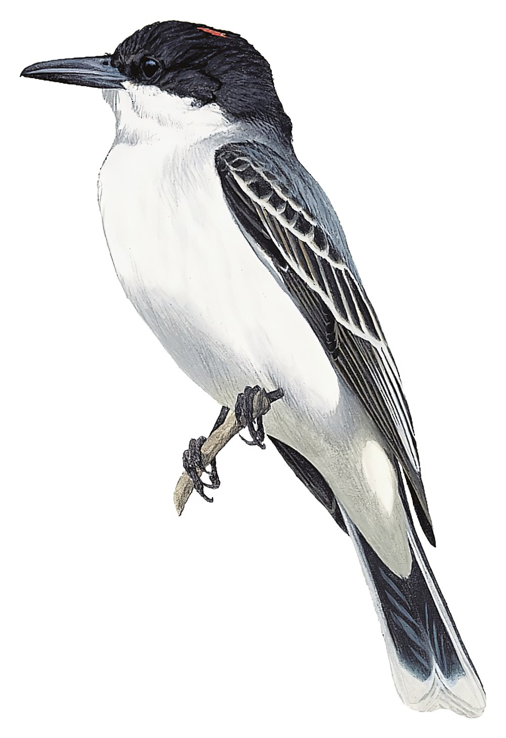 Loggerhead Kingbird / Tyrannus caudifasciatus
